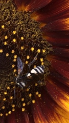 Triepeolus remigatus