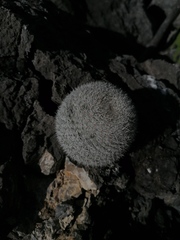 Mammillaria albilanata