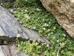 Sedum niveum