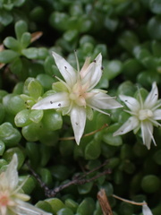 Sedum niveum