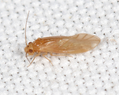 Valenzuela pinicola