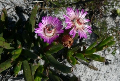 Ruschia sarmentosa