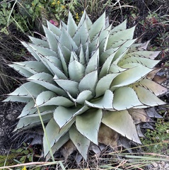 Agave ovatifolia