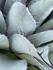 Agave ovatifolia