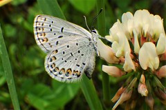 Plebejus idas scudderii
