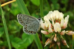 Plebejus idas scudderii