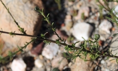 Phyllopodium elegans