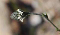Phyllopodium elegans