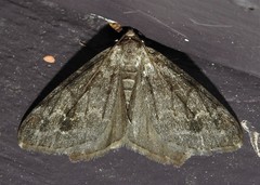 Macaria granitata