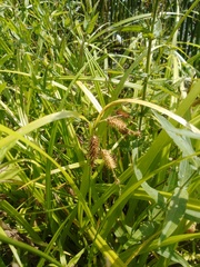 Carex pseudocyperus