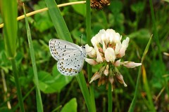 Plebejus idas scudderii
