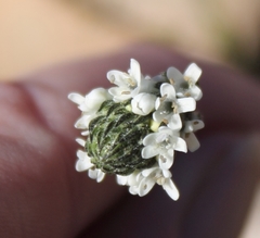 Phyllopodium elegans