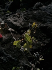 Pittocaulon velatum