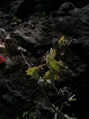 Pittocaulon velatum