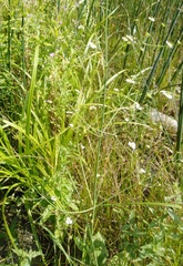 Alisma plantago-aquatica