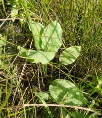Alisma plantago-aquatica