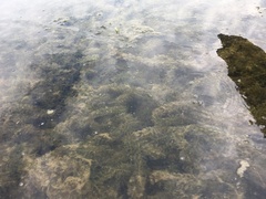 Hydrilla verticillata