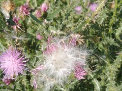 Carduus acanthoides