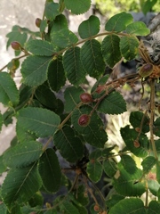 Bursera esparzae