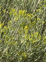 Chrysothamnus