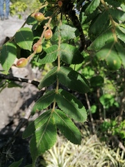 Bursera esparzae