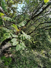 Bursera esparzae