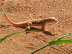 Meroles cuneirostris