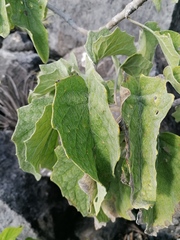 Pittocaulon velatum