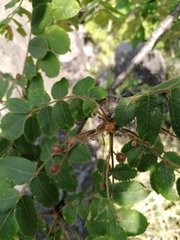 Bursera esparzae