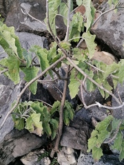 Pittocaulon velatum