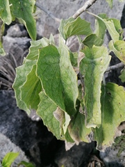 Pittocaulon velatum