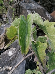 Pittocaulon velatum