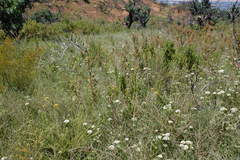 Aspalathus desertorum