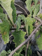 Pittocaulon velatum