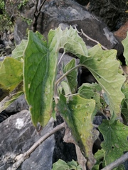 Pittocaulon velatum