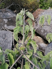 Pittocaulon velatum