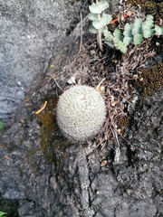 Mammillaria albilanata