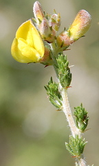 Aspalathus desertorum