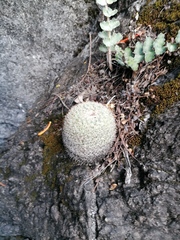 Mammillaria albilanata