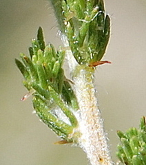 Aspalathus desertorum