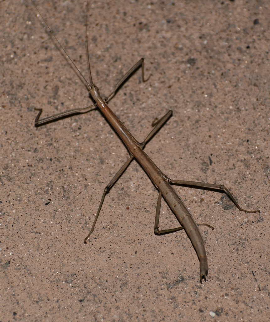 Stick Insects from South Side, Corpus Christi, TX, USA on August 15 ...