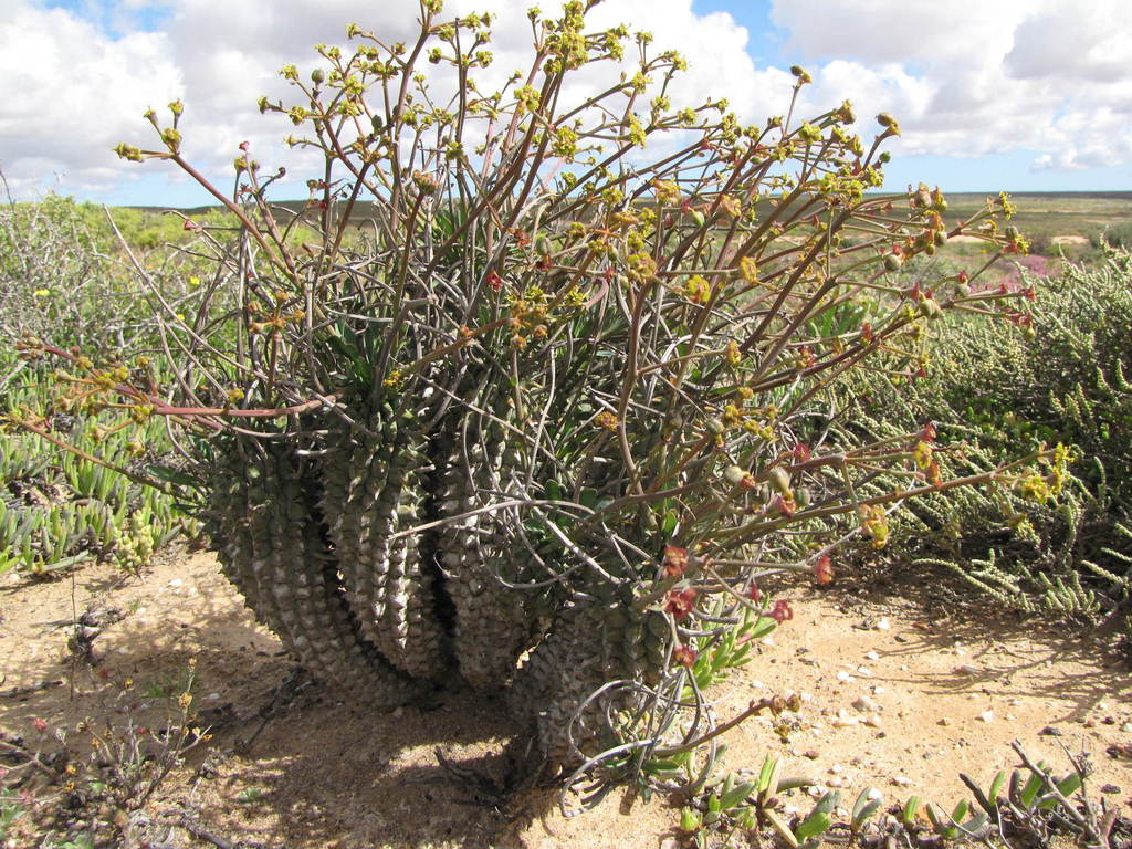 Sandveld Barrelwort