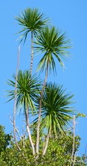 Dracaena multiflora