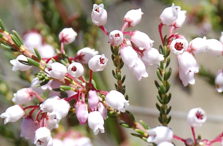 Sacred Heath