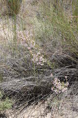 Erica verecunda