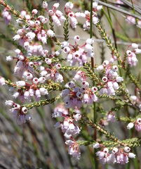 Erica verecunda