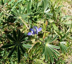 Lupinus cosentinii