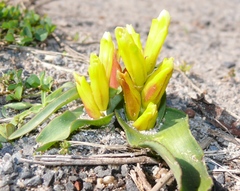 Lachenalia reflexa