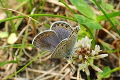 Plebejus idas scudderii