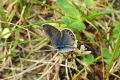 Plebejus idas scudderii